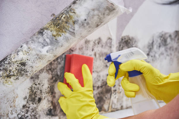 Reliable Shadow Lake, WA Mold Removal Services Solutions